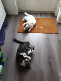 3 delige set snuffelzakjes verrassing (gevuld met catnip)+ 1 cadeautje