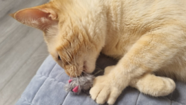 🐭 Grijs muisje met catnip – kleine muis, groot speelplezier!