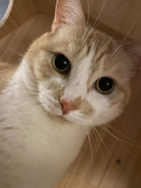OJ– Vierkant catnip snuffelzakje voor katten