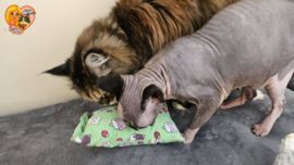 AANBIEDING😻 GROOT KATTENSPEELGOED 😻 Slaap & Speelkussen met Catnip, Valeriaan en Matatabi 🐾💤