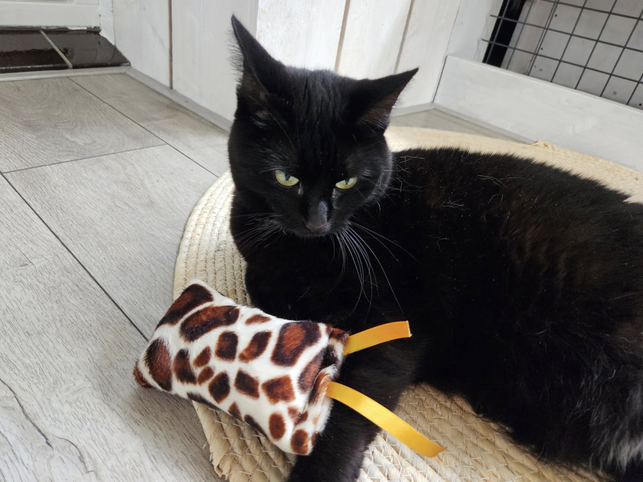 NIEUW/ Snuffelzakje  Wild animals met lintjes (gevuld met catnip én valeriaan)