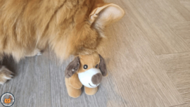 Snuffelhondje (gevuld met catnip én valeriaan)