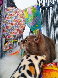 Verjaardagpakket voor kat (meerdere geuren)