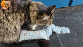 😺 Blue Bliss Snuffelzakje – Fladderstaart (Catnip & Valeriaan)