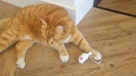 🐭 Pluche wit muisje – onweerstaanbaar kattenplezier!