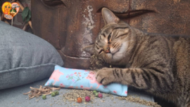 😻Blauw Snuffelzakje Gym Senior Kat – Soepel Blijven met Catnip, Valeriaan & Matatabi 🐾💛