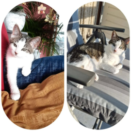 Katootje – Vierkant catnip snuffelzakje voor katten
