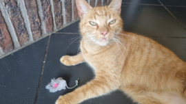 🐭 Grijs muisje met catnip – kleine muis, groot speelplezier!