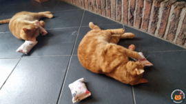 Purrfect Twins: De 4-delige Snuffelzakjes Set voor Twee Katten