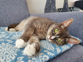 Kattenkleed