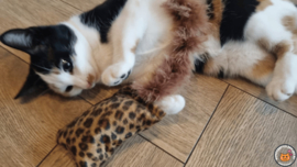 NIEUW/ Snuffelzakje  Wild animals met staart (gevuld met catnip én valeriaan)
