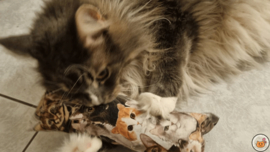 STUNTAANBIEDING MAANDAG Snuffelzak Gym XXL  Knappe kat (gevuld met catnip)