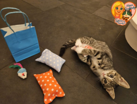 ✨ Kittenpakket 4-delig – Hippe Snuffelzakjes met Catnip, Valeriaan & Matatabi + Speelmuis