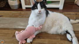 Snuffelkat roze (gevuld met catnip én valeriaan) 1 OP VOORRAAD, OP=OP