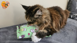 AANBIEDING😻 GROOT KATTENSPEELGOED 😻 Slaap & Speelkussen met Catnip, Valeriaan en Matatabi 🐾💤