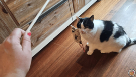 Pakmedan Hengel Kitty love (gevuld met catnip knisper en belletje) met lintjes