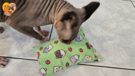 AANBIEDING😻 GROOT KATTENSPEELGOED 😻 Slaap & Speelkussen met Catnip, Valeriaan en Matatabi 🐾💤