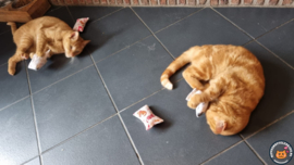 Purrfect Twins: De 4-delige Snuffelzakjes Set voor Twee Katten