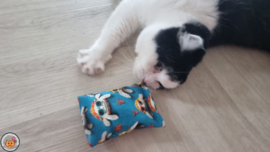 NIEUW/ Snuffelzakje Vrolijke schildpad (gevuld met catnip én valeriaan)