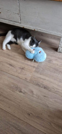 Blauw snuffelhart met gezicht (gevuld met mix van catnip én valeriaan)