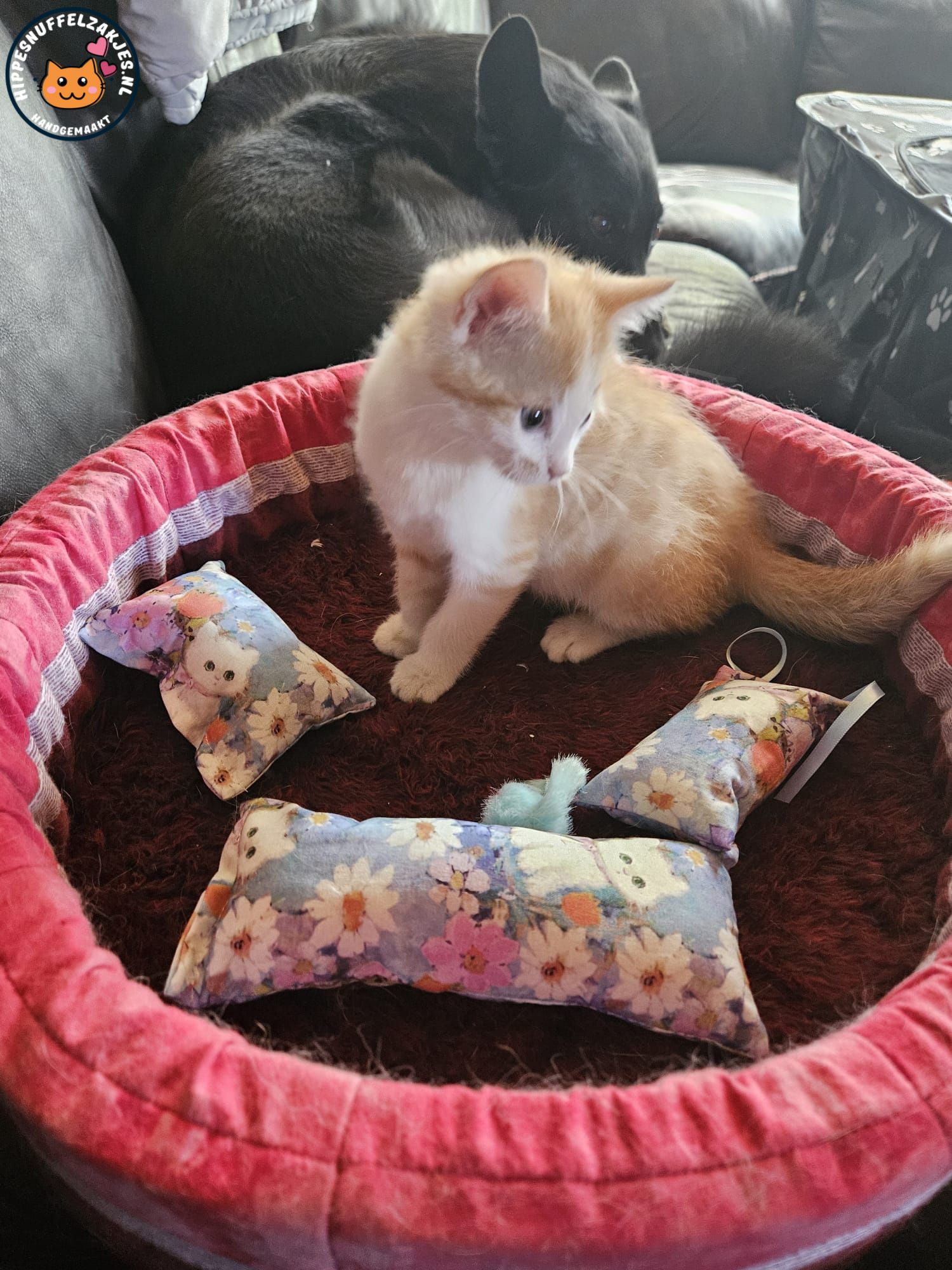 4 delige Kittenpakket Blauw  (gevuld met geurexplosie)