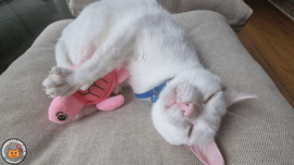 Snuffelschildpad roze (gevuld met catnip én valeriaan)