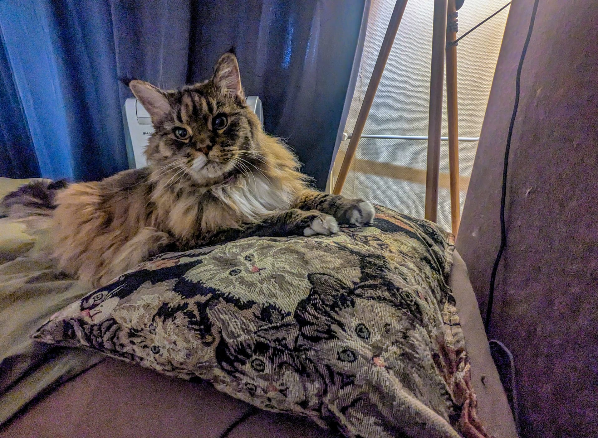 🐱 Snuffelkussen Kattenprint – Geurexplosie