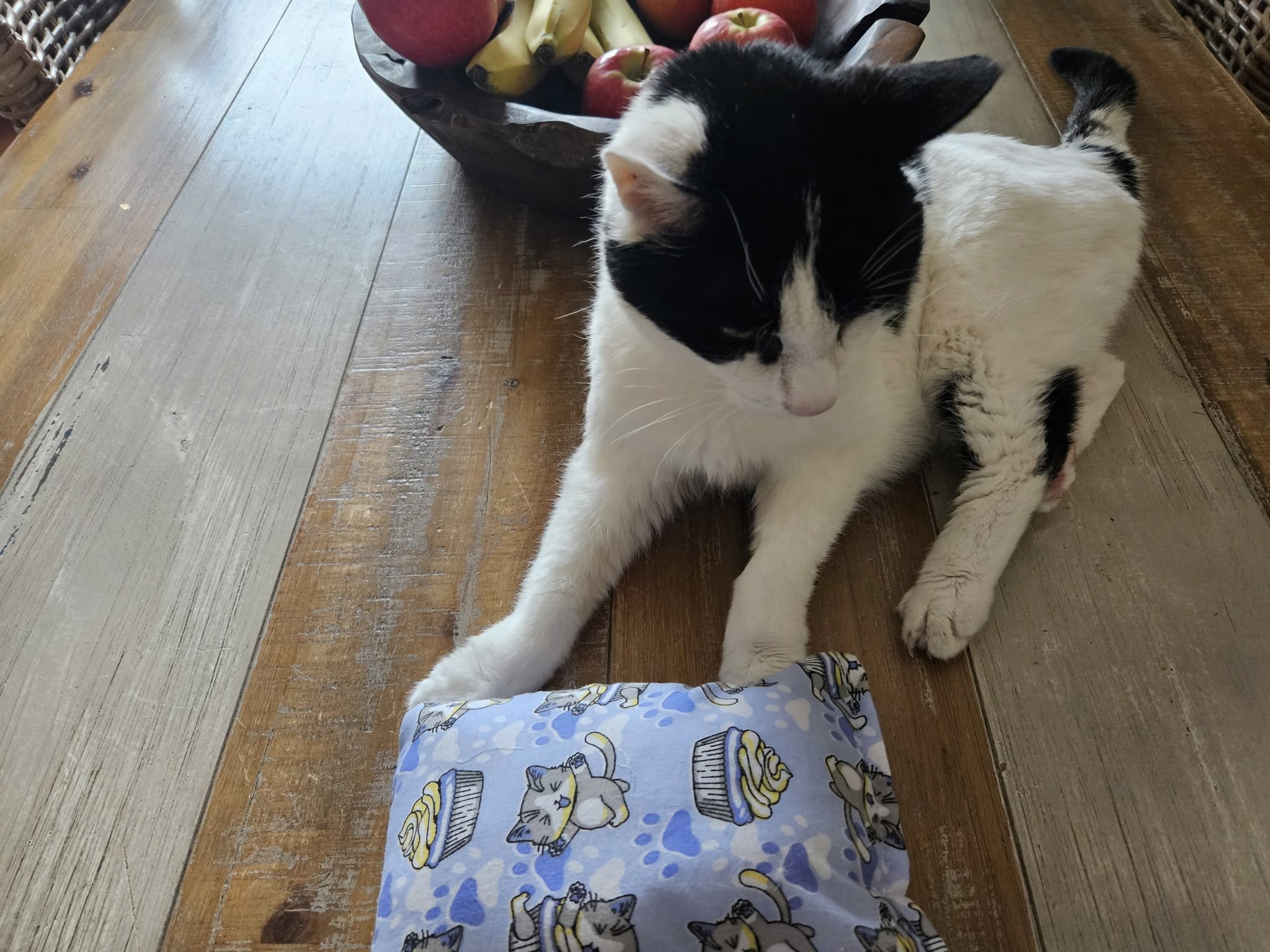 Slaap/speelkussen Cupcake Cat (gevuld met catnip én valeriaan)