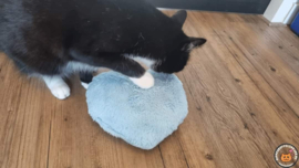 STUNTPRIJS Blauw snuffelhart  (gevuld met matatabi)
