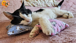 Roxy Purrfect – 2-delige snuffelzakjes set (catnip, valeriaan & matatabi) roze & blauw