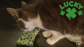 NIEUW/ Snuffelzakje Klavertje 4  (gevuld catnip)