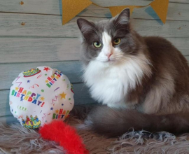 Snuffelballon Happy Birthday met staart, belletjes knisper (gevuld met catnip én valeriaan)