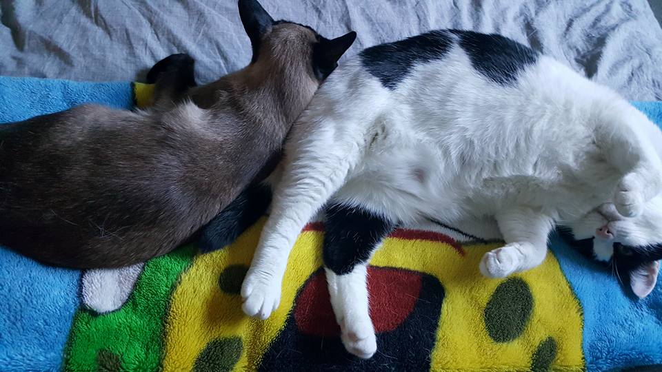 🐱 Waarom ik geen fan was van winkel-speeltjes (en hoe mijn kruiden-experiment leidde tot Hippe Snuffelzakjes)