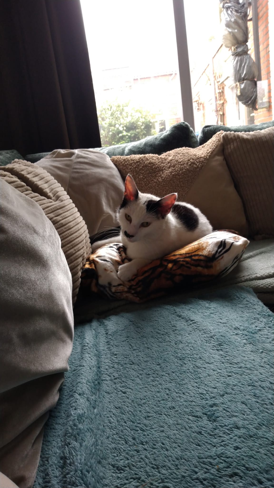 NIEUW/ SnuffelKUSSEN Tijger (gevuld met matatabi)