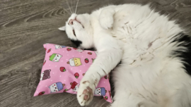 😻 GROOT KATTENSPEELGOED “ Zomer” – Slaap & Speelkussen met Matatabi 🐾💤