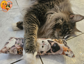 STUNTAANBIEDING MAANDAG Snuffelzak Gym XXL  Knappe kat (gevuld met matatabi)