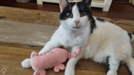 Snuffelkat roze (gevuld met catnip én valeriaan)