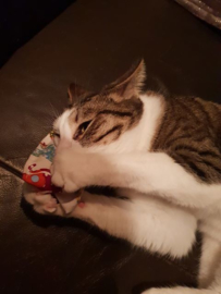 Snuffelzakje Verrassing (gevuld met catnip+ 1 cadeautje