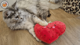 STUNTAANBIEDING Rode snuffelaardbei (gevuld met matatabi)