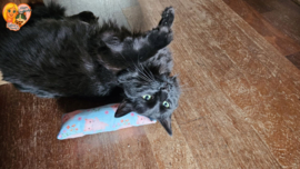 😻Blauw Snuffelzakje Gym Senior Kat – Soepel Blijven met Catnip, Valeriaan & Matatabi 🐾💛