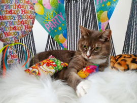 Verjaardagpakket voor kat (meerdere geuren)