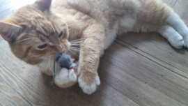 🐭 Grijs muisje met catnip – kleine muis, groot speelplezier!