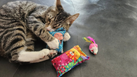 ❤️ MEEST VERKOCHT | Verrassingsset voor Katten 2 Snuffelzakjes + Cadeautje | Geurexplosie Editie