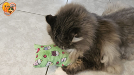 AANBIEDING😻 GROOT KATTENSPEELGOED 😻 Slaap & Speelkussen met Catnip, Valeriaan en Matatabi 🐾💤
