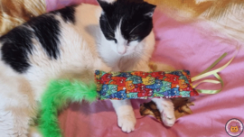 Dubbelzijdig snuffelzakje gym Plezier met lintjes en staart (gevuld met catnip én valeriaan )