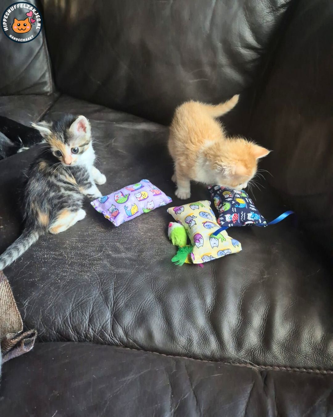 💛4delige Kittenpakket ‘Snuffel & Spel’ – Speciaal samengesteld door Catlady Sylvia 💛