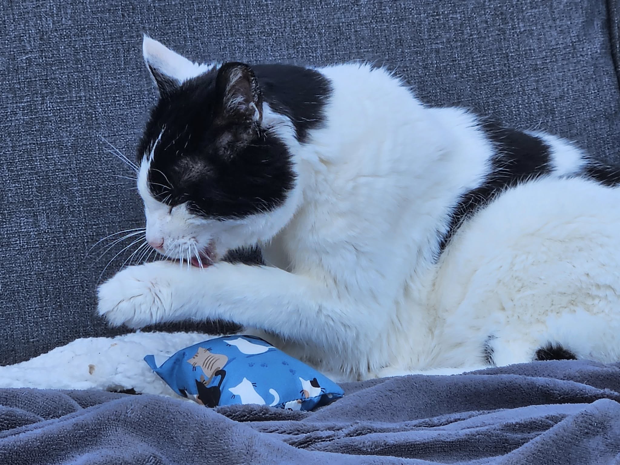 🐾 Wat is een snuffelzakje en waarom houden katten er zo van?