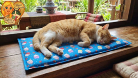 WEEKENAANBIEDING / Vensterbankkussen met Kat & IJsjesprint – Zacht & Uniek Ligplekje 🐾 ( GEVULD ZONDER GEUR)