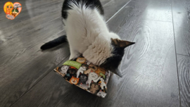 😻 GROOT KATTENSPEELGOED 😻 Slaap & Speelkussen met Matatabi🐾💤