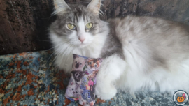 NIEUW/ Snuffelzakje Knappe katten (gevuld met geurexplosie)